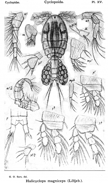 Halicyclops magniceps from Sars, G.O. 1913