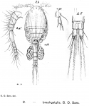 Cyclopina brachystylis from Sars, G.O. 1902