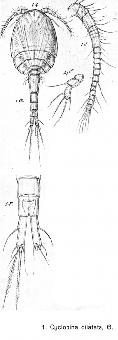 Cyclopina dilatata from Sars, G.O. 1902