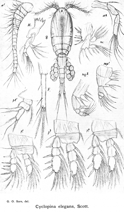 Cyclopina elegans from Sars, G.O. 1913