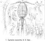 Cyclopina euacantha from Sars, G.O. 1918