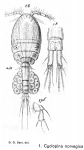 Cyclopina norvegica from Sars, G.O. 1902