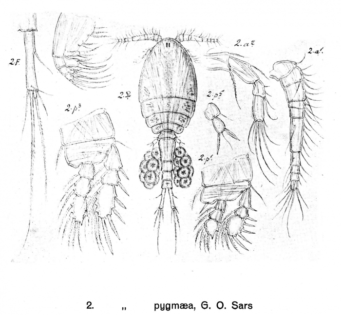 Cyclopina pygmaea from Sars, G.O. 1918