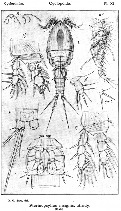 Pterinopsyllus insignis from Sars, G.O. 1913