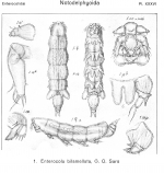 Enterocola bilamellata from Sars, G.O. 1921