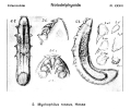 Crustacea (crustaceans)