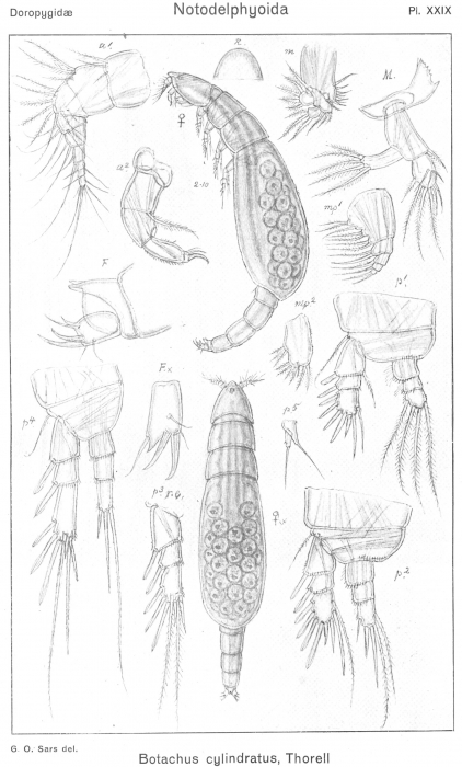 Botachus cylindratus from Sars, G.O. 1921