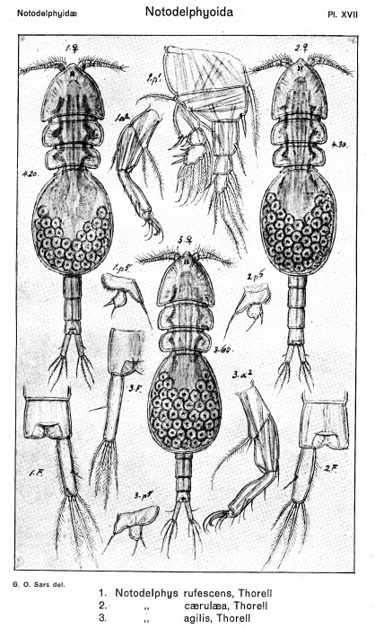 Notodelphys caerulaea from Sars, G.O. 1921