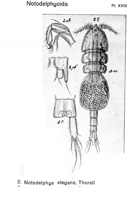 Notodelphys elegans from Sars, G.O. 1921