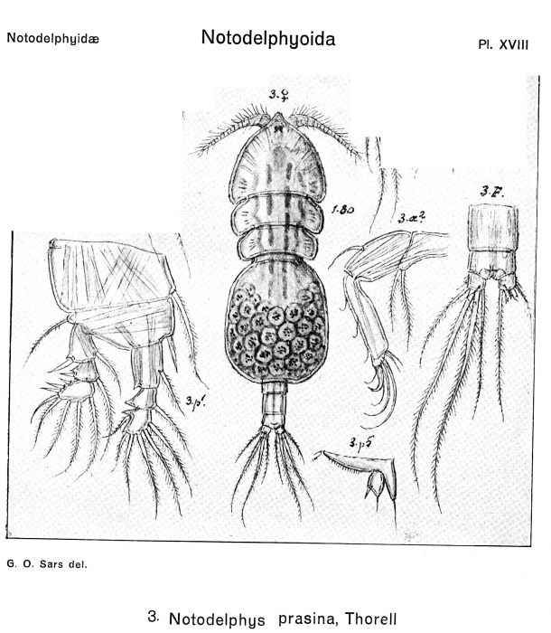Notodelphys prasina from Sars, G.O. 1921