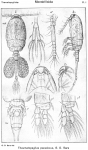 Thaumatopsyllus paradoxus from Sars, G.O. 1921
