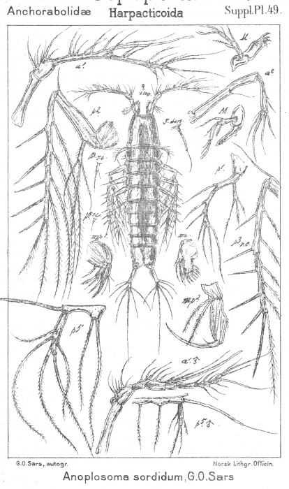 Anoplosoma sordidum from Sars, G.O. 1911