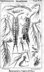 Malacopsyllus fragilis from Sars, G.O. 1911