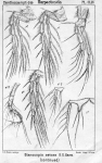 Stenocopia setosa from Sars, G.O. 1907