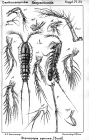 Stenocopia spinosa from Sars, G.O. 1911