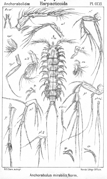 Ancorabolus mirabilis from Sars, G.O. 1909