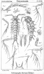 Echinopsyllus normani from Sars, G.O. 1909