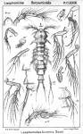 Laophontodes bicornis from Sars, G.O. 1908