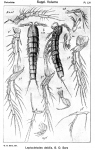 Leptocletodes debilis from Sars, G.O. 1920
