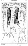 Mesocletodes monensis from Sars, G.O. 1920