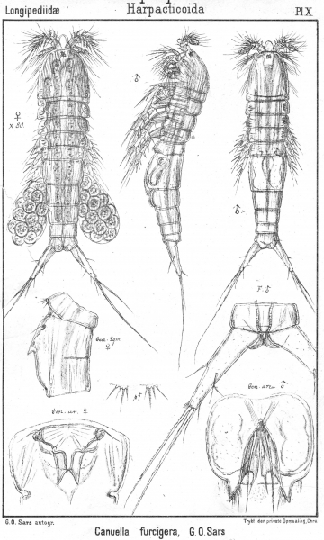 Canuella furcigera from Sars, G.O. 1903