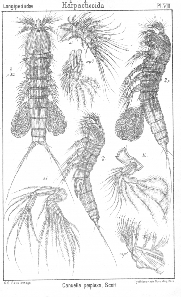 Canuella perplexa from Sars, G.O. 1903