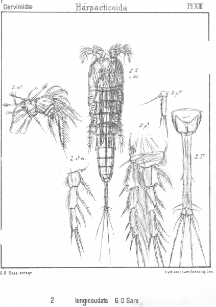 Cerviniopsis longicaudata from Sars, G.O. 1903