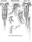 Eucanuella spinifera from Sars, G.O. 1911