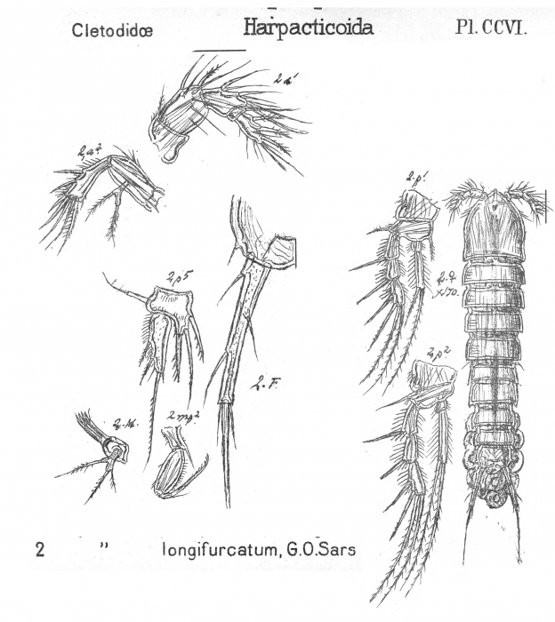 Enhydrosoma longifurcatum from Sars, G.O. 1909