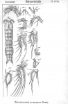 Enhydrosoma propinquum from Sars, G.O. 1909