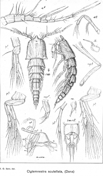 Clytemnestra scutellata from Sars, G.O. 1921