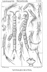 Cylindropsyllus laevis from Sars, G.O. 1909