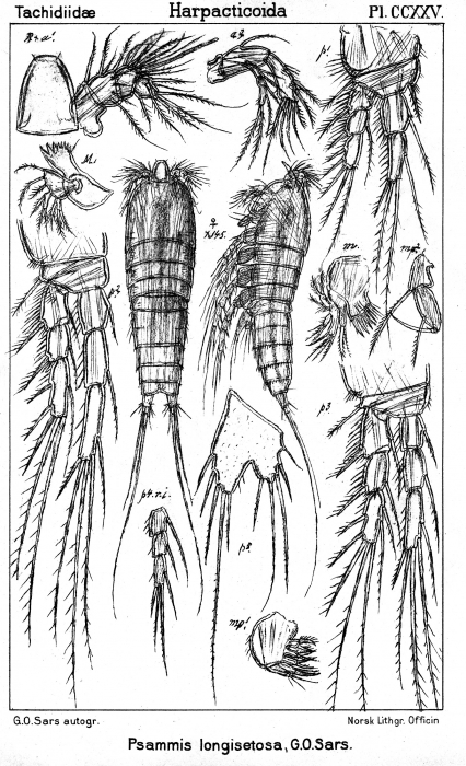 Psammis longisetosa from Sars, G.O. 1910