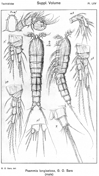 Psammis longisetosa from Sars, G.O. 1921