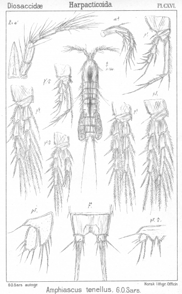 Amphiascus tenellus from Sars, G.O. 1906