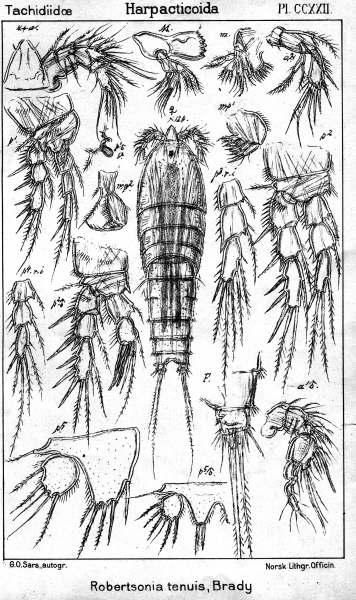 Robertsonia tenuis from Sars, G.O. 1909