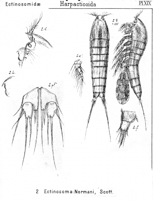 Ectinosoma normani from Sars, G.O. 1920