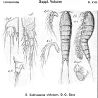 Ectinosoma obtusum from Sars, G.O. 1920
