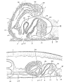 Platyhelminthes (flatworms)