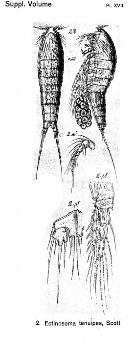 Ectinosoma tenuipes from Sars, G.O. 1920