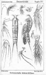 Ectinosomella nitidula from Sars, G.O. 1911