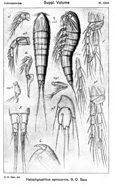 Halophytophilus spinicornis from Sars, G.O. 1920