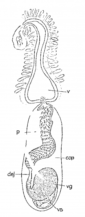 Archiloa petiti Archiloa petiti