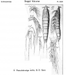 Pseudobradya exilis from Sars, G.O. 1920