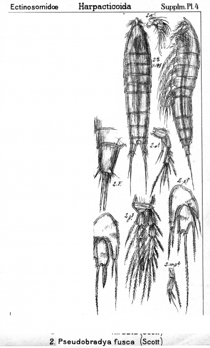 Pseudobradya fusca from Sars, G.O. 1911