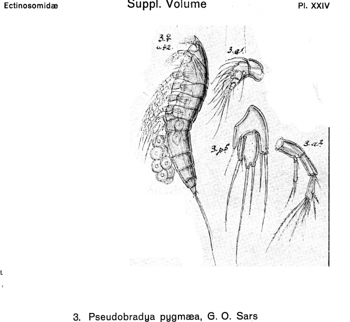 Pseudobradya pygmaea from Sars, G.O. 1920