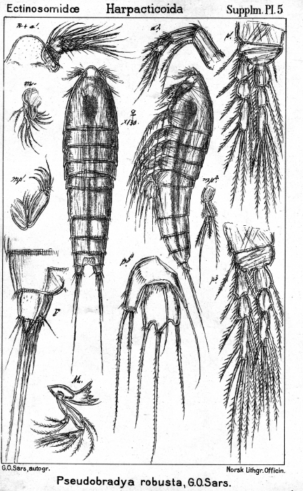 Pseudobradya robusta from Sars, G.O. 1911
