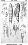 Pseudobradya scabriuscula from Sars, G.O. 1920