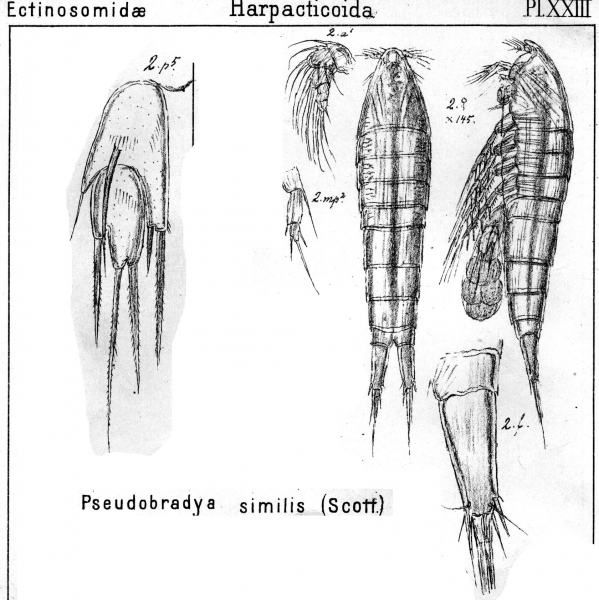 Pseudobradya similis from Sars, G.O. 1904