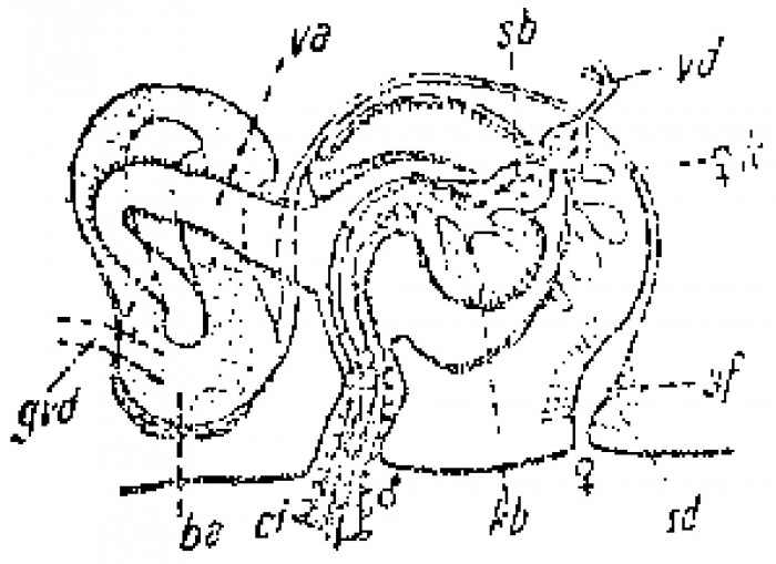 Archiloa rivularis Archiloa rivularis